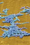 Clostridium Difficile Bacteria, SEM-David McCarthy-Mounted Photographic Print