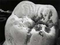 Purkinje Nerve Cells, SEM-David McCarthy-Photographic Print