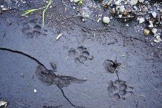 Animal tracks in the muddy bottom, close-up-David & Micha Sheldon-Photographic Print