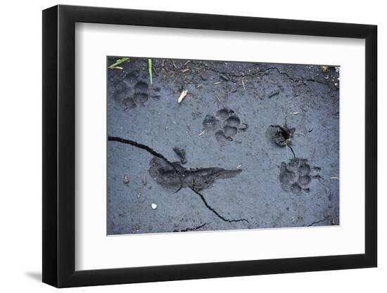 Premium Photographic Print, , large