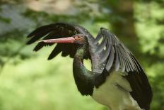 Black stork, Ciconia nigra, close-up, the Bavarian Forest-David & Micha Sheldon-Photographic Print