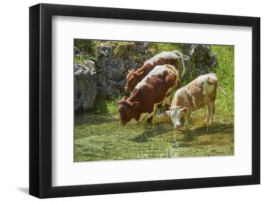 Premium Photographic Print, , large