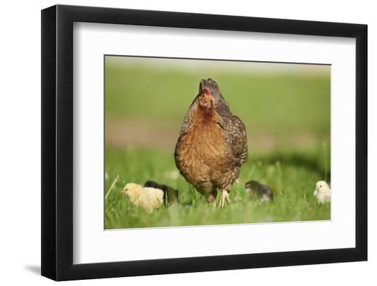 Premium Photographic Print, , large