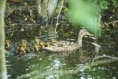 Mallard, Anas platyrhynchos, fledglings, water, sidewise, swim-David & Micha Sheldon-Photographic Print