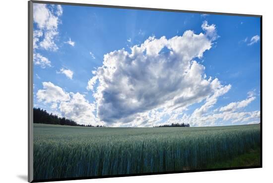Photographic Print, , large