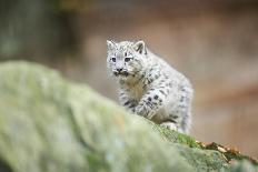 Snow Leopard, Uncia Uncia, Young Animal, Rock, Walking, Frontal-David & Micha Sheldon-Photographic Print
