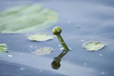 Water lily, Nymphaea 'Attraction', bud-David & Micha Sheldon-Photographic Print