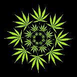 Cannabis Leaves-David Nicholls-Premium Photographic Print