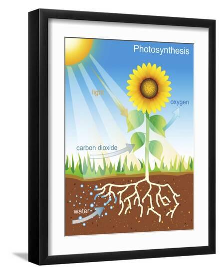 Photographic Print, , large