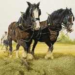 Farm Horses-David Nockels-Framed Stretched Canvas