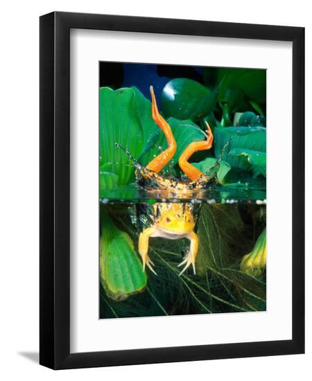 Premium Photographic Print, , large