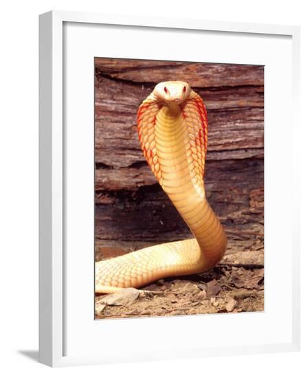 Framed Photographic Print, , large