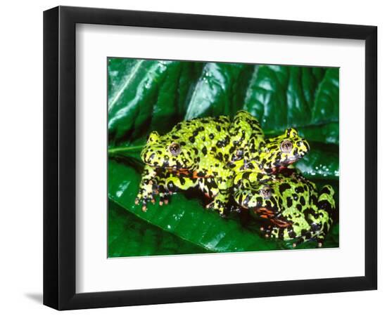 Premium Photographic Print, , large