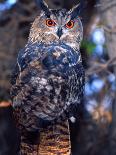 Forest Eagle Owl, Native to Eurasia-David Northcott-Photographic Print