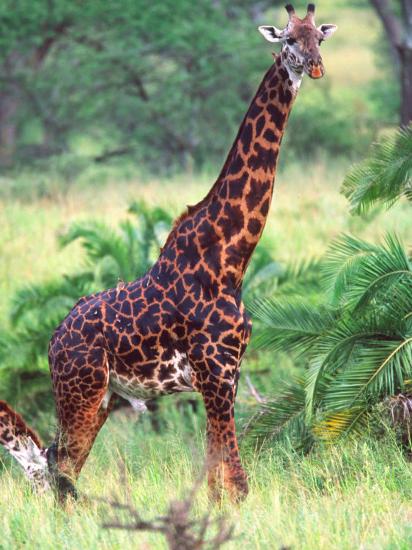 Premium Photographic Print, , large
