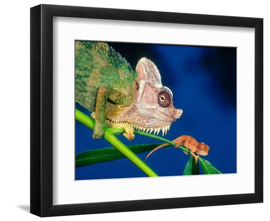Premium Photographic Print, , large
