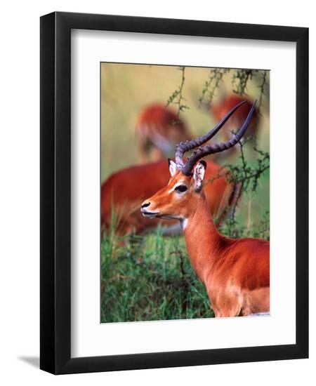 Premium Photographic Print, , large