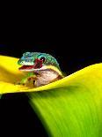 Red Eye Tree Frog on Bromeliad, Native to Central America-David Northcott-Photographic Print