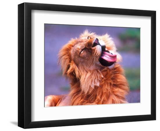 Premium Photographic Print, , large