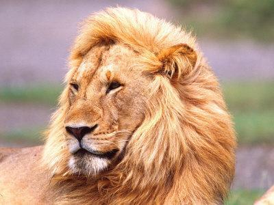 Male African Lion, Panthera Leo, Tanzania Africa