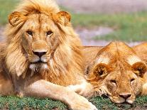 Male African Lion Grooming, Tanzania-David Northcott-Photographic Print