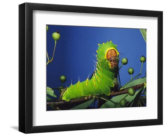 Premium Photographic Print, , large