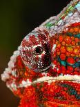 Rainbow Panther Chameleon, Fucifer Pardalis, Native to Madagascar-David Northcott-Photographic Print