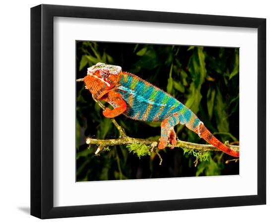 Premium Photographic Print, , large