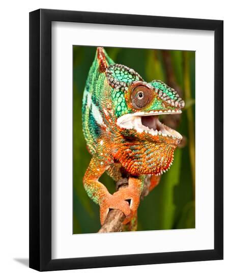 Premium Photographic Print, , large