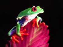 Red Eye Tree Frog on Bromeliad, Native to Central America-David Northcott-Photographic Print