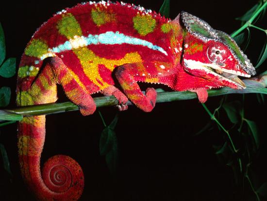 Photographic Print, , large