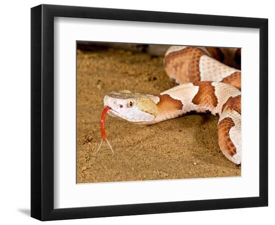 Premium Photographic Print, , large