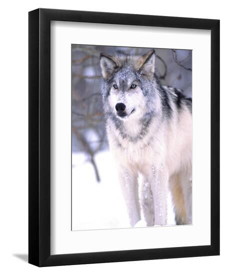 Premium Photographic Print, , large