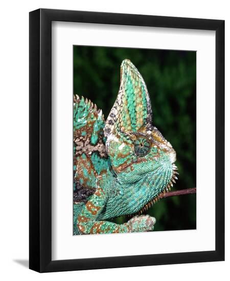 Premium Photographic Print, , large