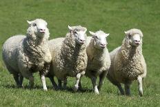 Romney Flock of Sheep, New Zealand-David Noyes-Photographic Print