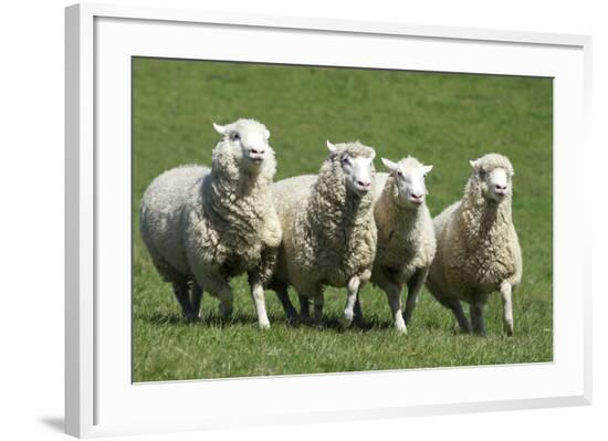 Framed Photographic Print, , large