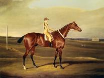 Signal, a Grey Arab, with a Groom in the Desert (Oil on Panel)-David of York Dalby-Giclee Print