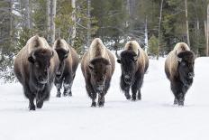 Bull Elk-David Osborn-Photographic Print