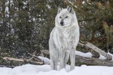 Gray Wolf-David Osborn-Framed Photographic Print