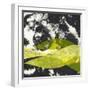 White Frame