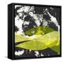 Canvas Black