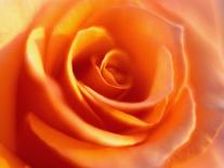 Peach Rose-David Papazian-Photographic Print