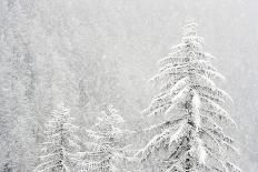 Alpine chamois, Gran Paradiso National Park, Italy-David Pattyn-Photographic Print