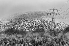 Dalmatian Pelican (Pelecanus Crispus) Portrait, Lake Kerkini, Greece-David Pattyn-Photographic Print