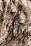 Hanuman - Northern Plains Grey Langur (Semnopithecus Entellus) Family Resting-David Pattyn-Photographic Print