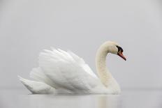 Great Crested Grebe (Podiceps Cristatus) Pair with Crest Erect During Courtship Dance-David Pattyn-Photographic Print