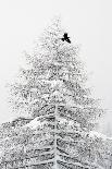 Mute swan on a misty morning, with wings raised up in aggressive stance, the Netherlands-David Pattyn-Photographic Print