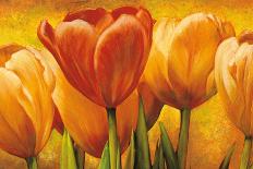 Orange Tulips I-David Pedersen-Stretched Canvas