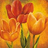 Orange Tulips I-David Pedersen-Stretched Canvas