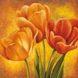 Orange Tulips I-David Pedersen-Stretched Canvas